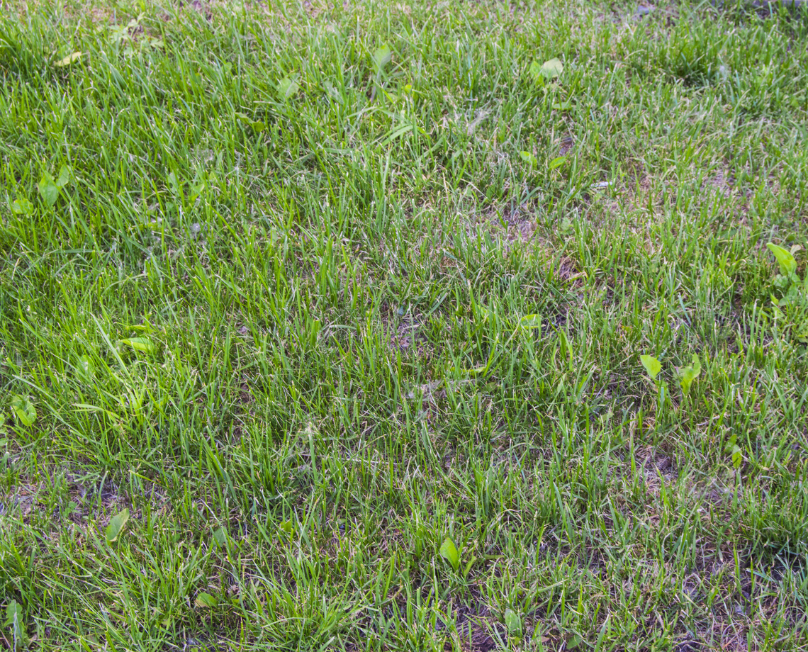 It is best to leave lawn planting to the professionals. It is best to leave lawn planting to the professionals.