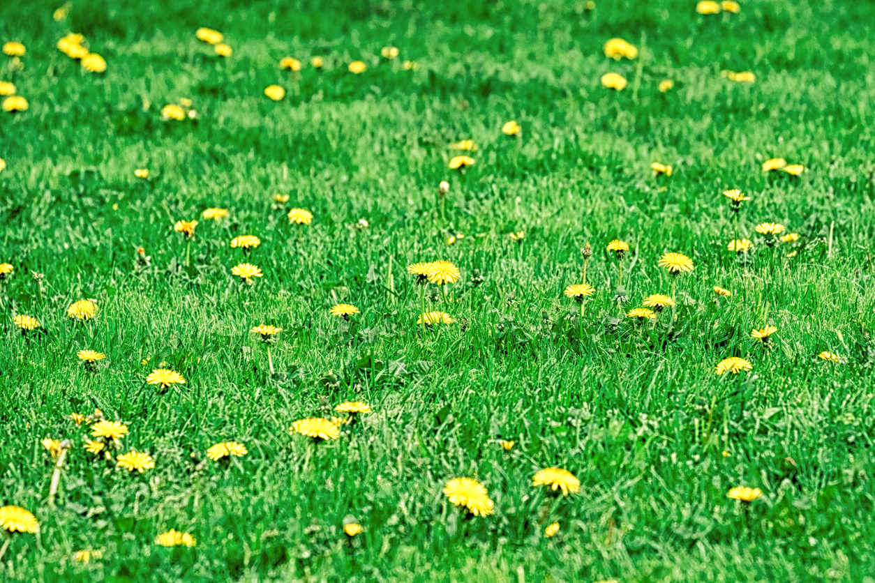 No lawn is safe from uninvited guests—dandelions. No lawn is safe from uninvited guests—dandelions.