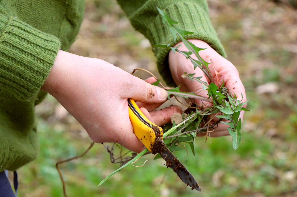 Removing weeds by the roots with a knife is not a pleasant task. Removing weeds by the roots with a knife is not a pleasant task.