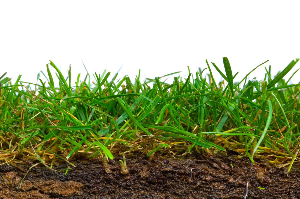 Over time, the soil in the lawn becomes so compacted that it becomes difficult for the roots to breathe. Over time, the soil in the lawn becomes so compacted that it becomes difficult for the roots to breathe.