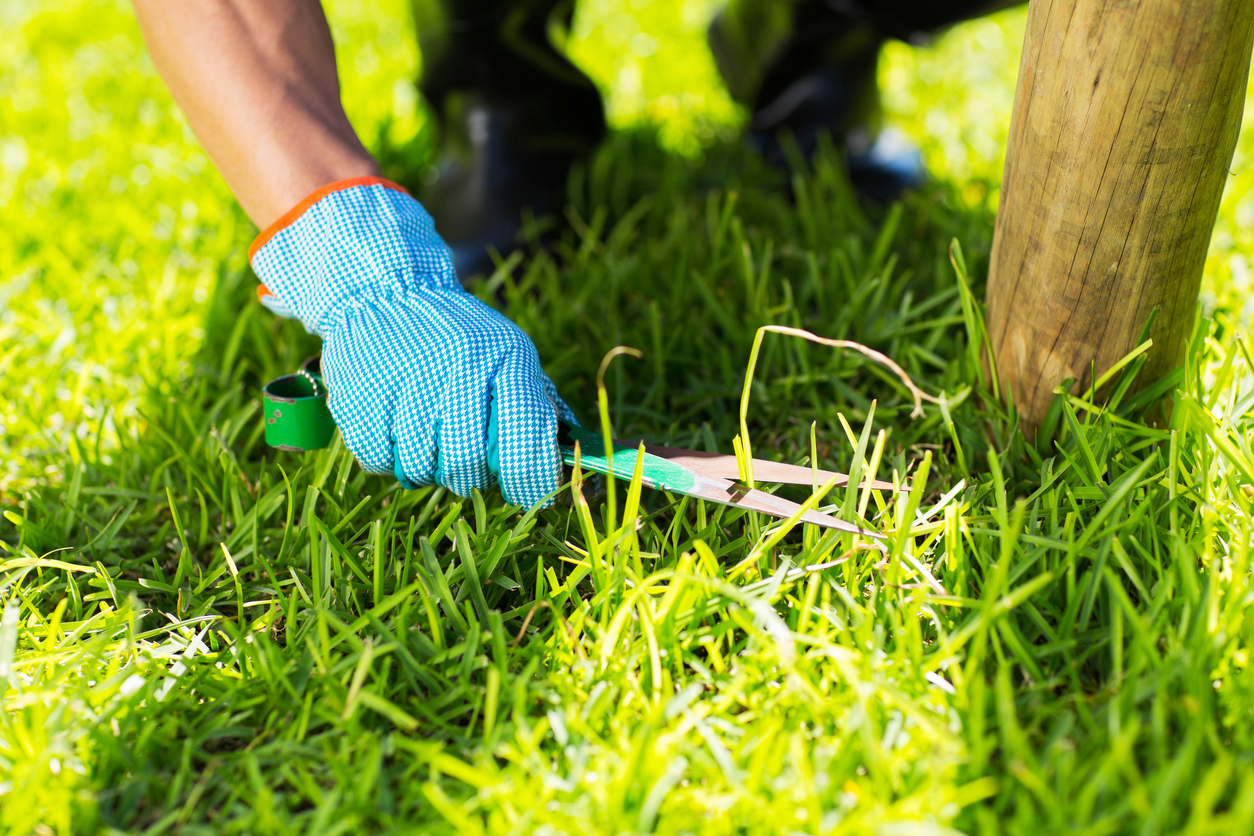 For a lawn to be truly beautiful, it must be mowed perfectly. For a lawn to be truly beautiful, it must be mowed perfectly.