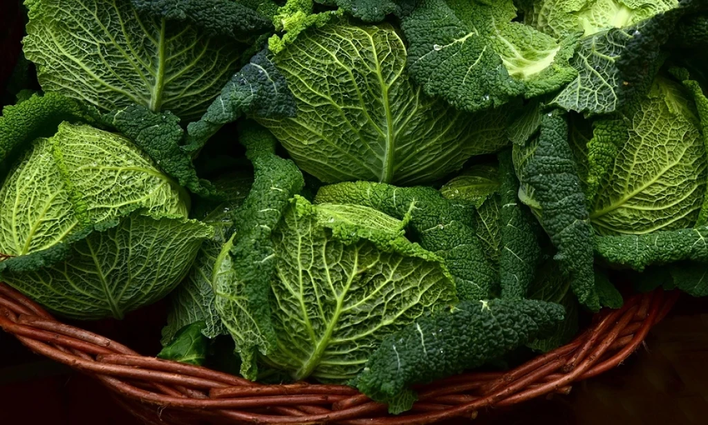 11 types of cabbage: photos, names, and the best varieties to plant
