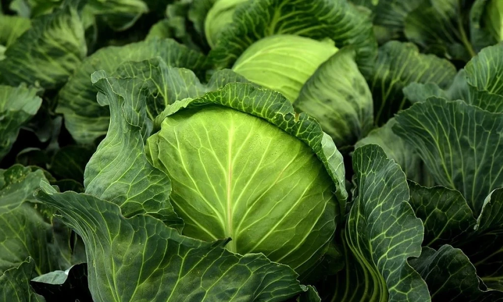 How Far Apart Should You Plant Cabbage — Smart Spacing Tips for Bigger Heads