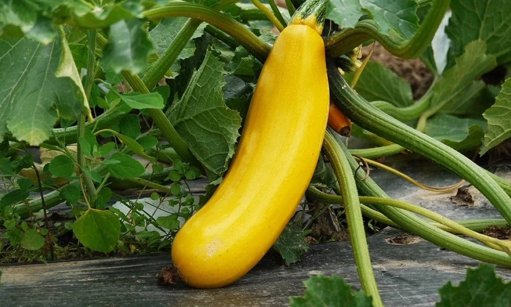 How to plant zucchini to get a bountiful harvest: layout, spacing, and rules