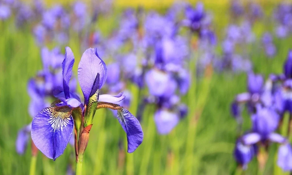 How to Plant Irises: A Foolproof Guide for Blooming Success