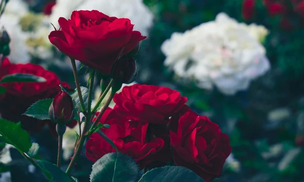 When to Transplant Roses in Autumn: Timing, Rules & Valuable Tips
