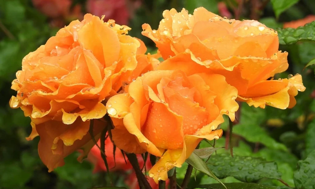 Floribunda Roses: why these prolific bloomers might be perfect for your garden 🌹