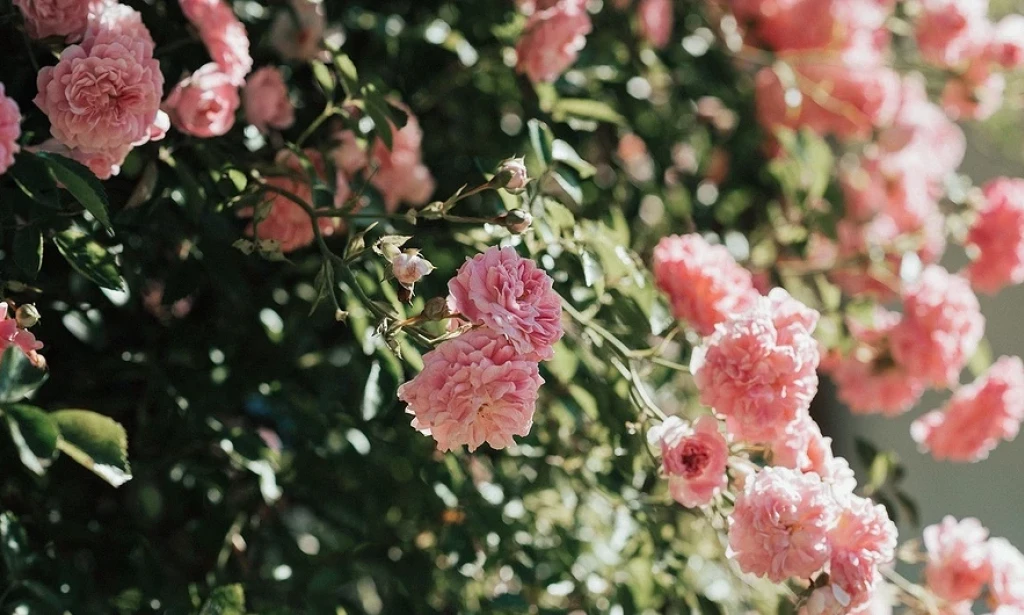 🌹 How to propagate roses: 5 effective methods with step-by-step photos