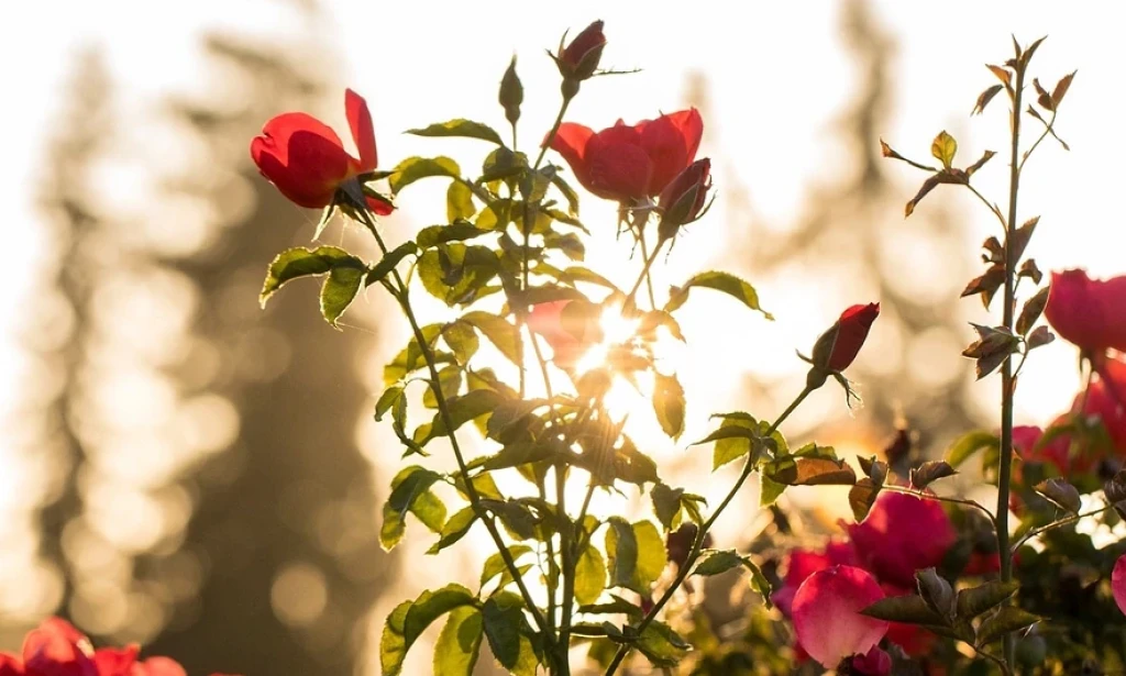 How to Grow a Rose from a Bouquet: Give Your Gift New Life
