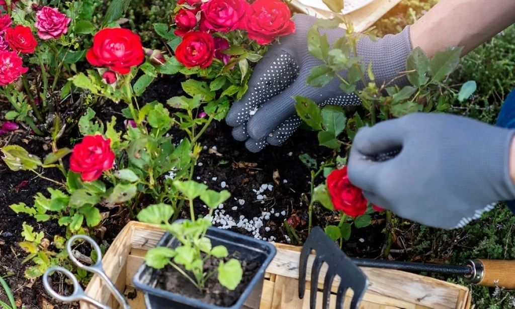 Spring Feeding Your Roses: 3 Mistakes to Avoid — and What Works Instead
