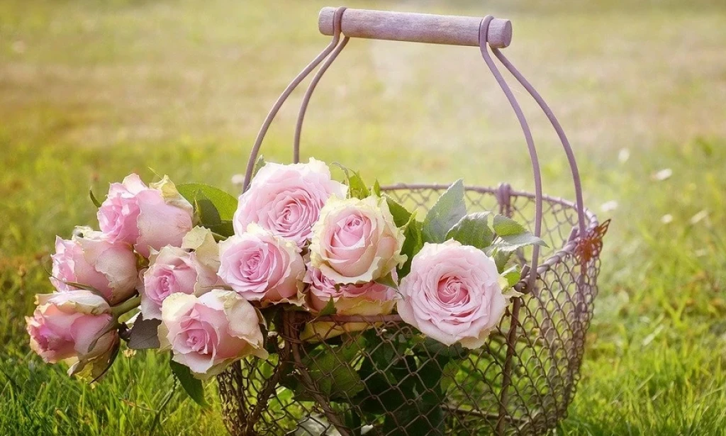 Spring Rose Care Made Simple: 6 Essentials for a Bloom-Full Garden