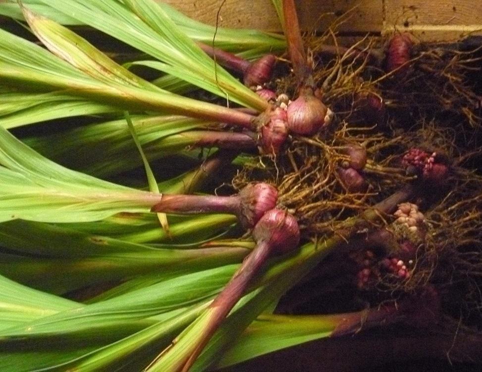 Gladiolus corms have doubled. Do they need to be separated?