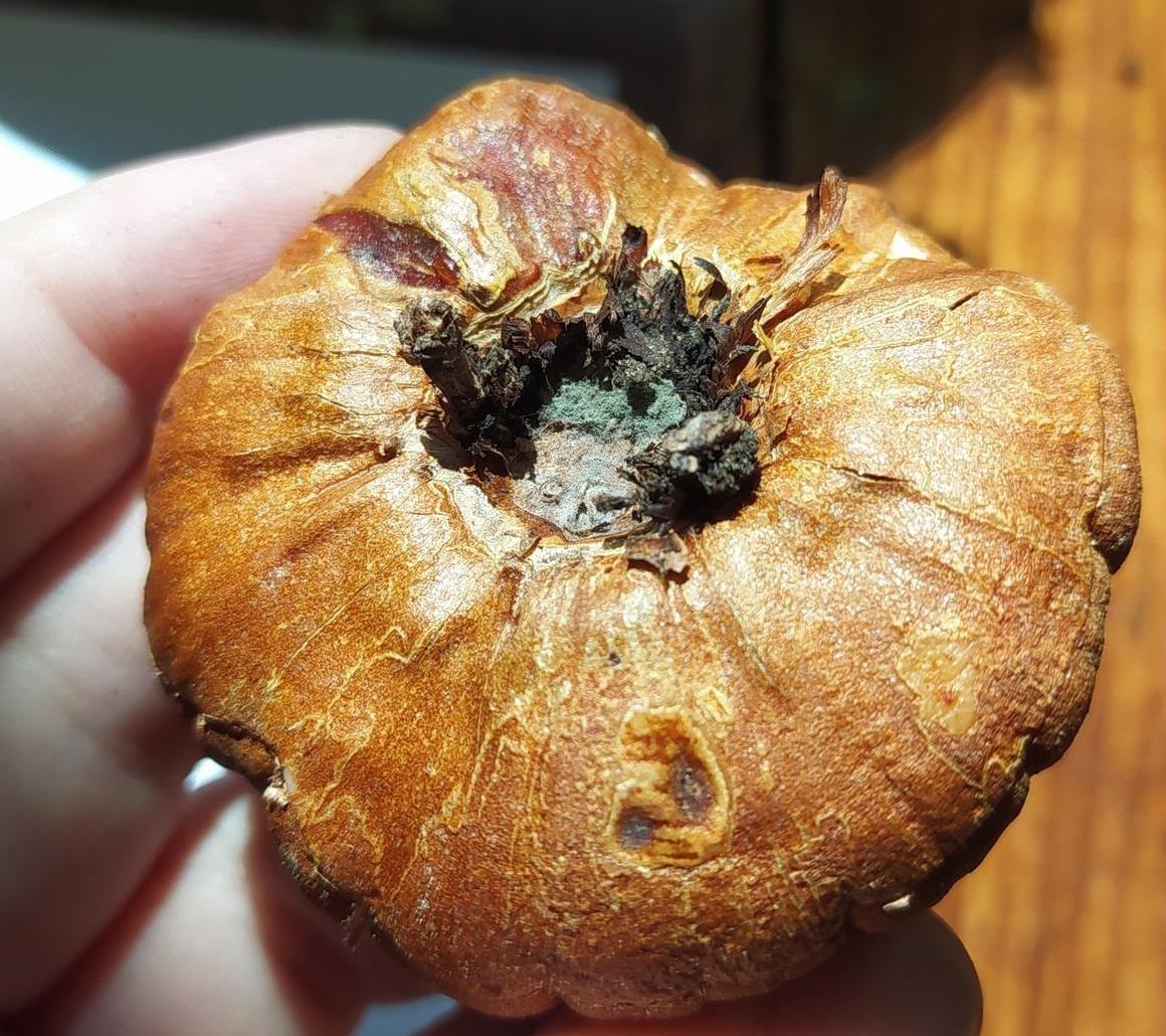 Mold has been found on gladiolus corms in winter. How can they be preserved until spring? Mold has been found on gladiolus corms in winter. How can they be preserved until spring?